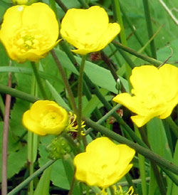 buttercups